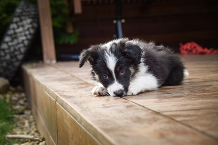 Adorable Border Collie puppy resting and playing on a wooden terrace in sunlight. Curious young dog lying peacefully, chewing on a toy, and observing its surroundings.の写真素材