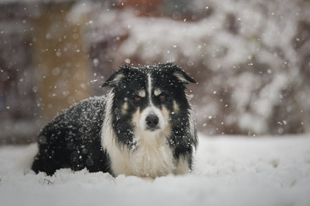 Portrait of a Border Collie in winter, snowflakes on fur and intense gaze.の写真素材