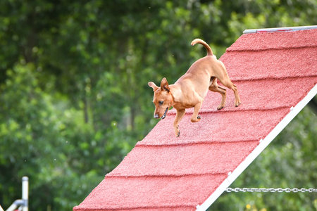 Dog, is running on agility A frame. Amazing evening, Hurdle having private agility training for a sports competitionの写真素材