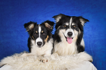 Two happy Border Collie dogs posing together in studio.Portrait of two cheerful Border Collie dogs lying side by side on a fluffy rug, looking at the camera with tongues out. Studyの写真素材