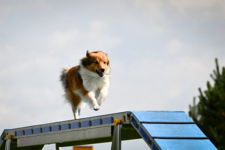 Dog is running on agility balance beam. She is so incredible dog on agility.の写真素材