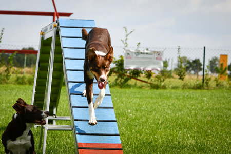Dog is running on agility balance beam.の写真素材