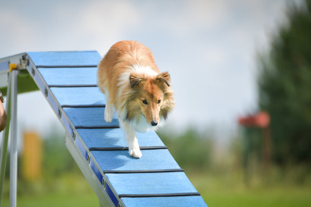 Dog is running on agility balance beam.の写真素材