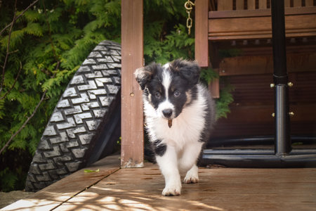 Adorable Border Collie puppy resting and playing on a wooden terrace in sunlight. Curious young dog lying peacefully, chewing on a toy, and observing its surroundings.の写真素材