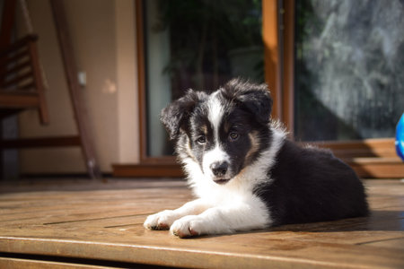 Adorable Border Collie puppy resting and playing on a wooden terrace in sunlight. Curious young dog lying peacefully, chewing on a toy, and observing its surroundings.の写真素材