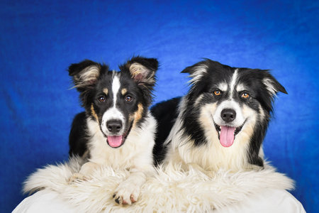 Cute Border Collie puppy lying on fluffy rug in studio. Adorable Border Collie puppy lying on a...