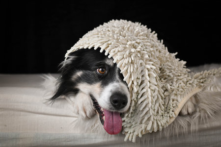 Border Collie lying on a fluffy blanket with a soft rug over its head, looking calm and cozy.