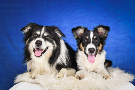 Cute Border Collie puppy lying on fluffy rug in studio. Adorable Border Collie puppy lying on a white fluffy rug against a blue studio background. The young dog looks directly at tの写真素材