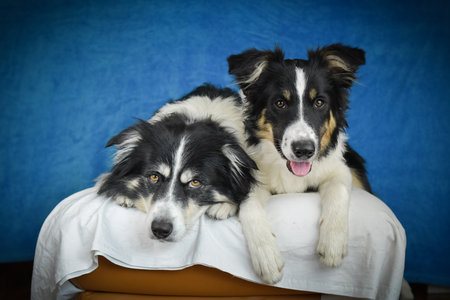 Cute Border Collie puppy lying on fluffy rug in studio. Adorable Border Collie puppy lying on a white fluffy rug against a blue studio background. The young dog looks directly at tの写真素材