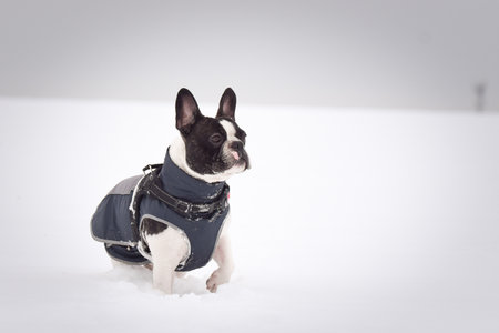 French Bulldog in fresh snow in winter nature, curious expression.の写真素材