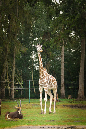 Giraffes walking in a green zoo enclosure surrounded by trees. Elegant wild animals with long necks and distinctive patterns moving gracefully through their habitat.の写真素材
