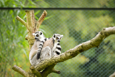 A ring-tailed lemur sitting and calmly observing its surroundings. The lemur's expressive yellow eyes, soft gray fur, and iconic striped tail are clearly visible, capturing its curの写真素材