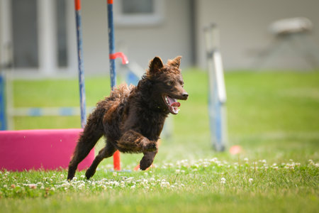 A small dog is captured in mid-air while jumping over an agility long jump. With ears lifted, focused expression, and front paws extended forwardの写真素材