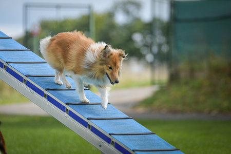 Dog is running on agility balance beam.の写真素材