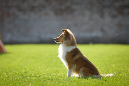 A calm Shetland Sheepdog sits gracefully on a green field, attentively watching something in the distance. The light highlights its fluffy coat and elegant posture, creating a peaceの写真素材