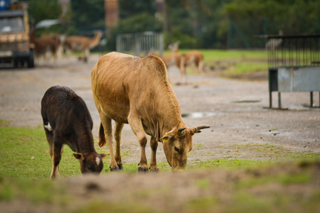 A peaceful scene of a cow and calf grazing together. The image captures calm natural behavior and a connection between the animals.の写真素材