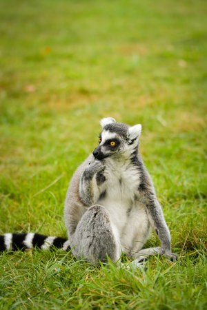 A ring-tailed lemur sitting and calmly observing its surroundings. The lemur's expressive yellow eyes, soft gray fur, and iconic striped tail are clearly visible, capturing its curの写真素材