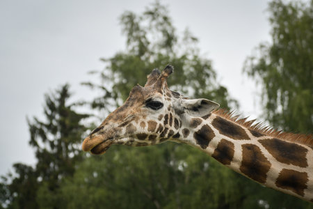 Giraffes walking in a green zoo enclosure surrounded by trees. Elegant wild animals with long necks...