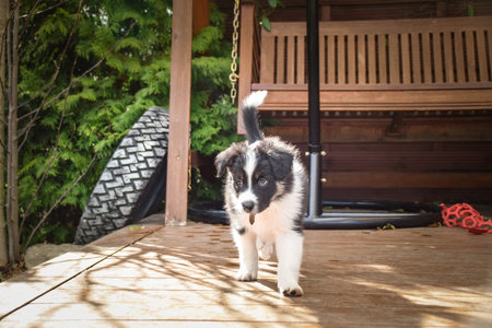 Adorable Border Collie puppy resting and playing on a wooden terrace in sunlight. Curious young dog lying peacefully, chewing on a toy, and observing its surroundings.の写真素材
