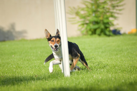 Dog is running slalom on his agility training on agility summer camp Czech agility slalom.の写真素材