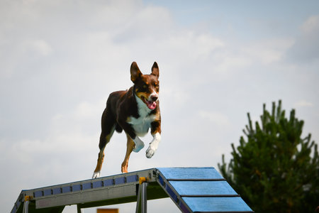 Dog is running on agility balance beam.の写真素材