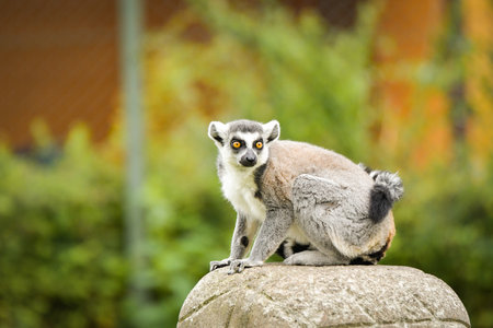 A ring-tailed lemur sitting and calmly observing its surroundings. The lemur's expressive yellow eyes, soft gray fur, and iconic striped tail are clearly visible, capturing its curの写真素材