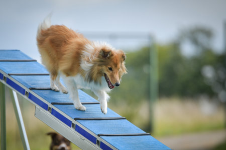 Dog is running on agility balance beam. She is so incredible dog on agility.の写真素材