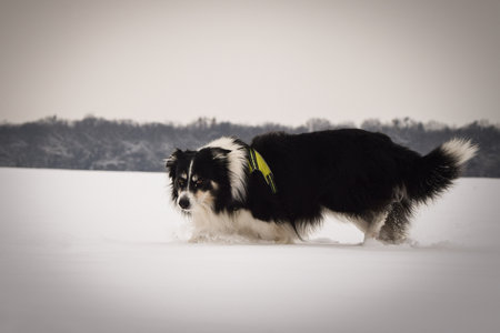 Energetic Border Collie running outdoors in snowy nature, tail up and playful mood.の写真素材