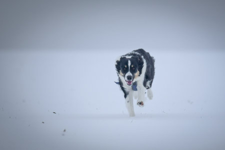 Energetic Border Collie running outdoors in snowy nature, tail up and playful mood.の写真素材