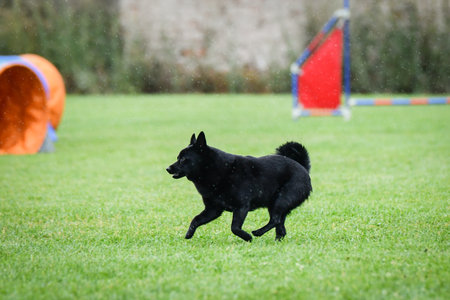 Small black dog running toward an agility obstacle during professional dog training on a grassy field.の写真素材