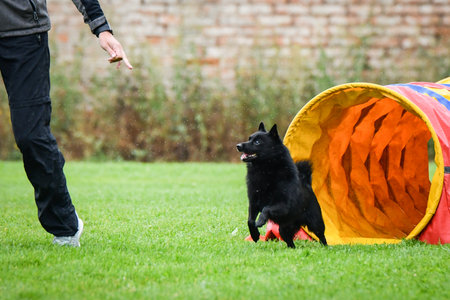 A playful dog runs energetically across an agility field, captured mid-stride with clear excitement. Its tail is up, and ears perked, showing enthusiasm and joy during training orの写真素材