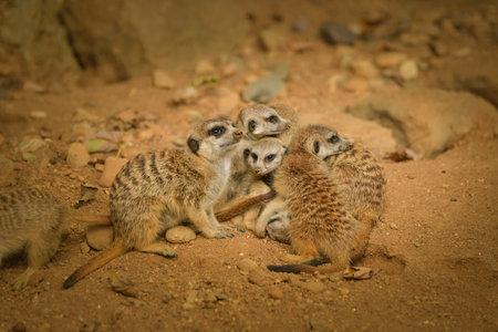 Family group of meerkats sitting and resting together on sandy ground. Social behavior of wild animals in zoo environment.の写真素材