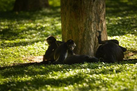 Group of black spider monkeys resting in the shade under a tree in zoo enclosure. Social primates in environment.の写真素材