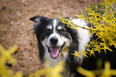 Happy black and white Border Collie dog portrait framed by yellow blooming forsythia branches. Cheerful herding dog looking at camera outdoors in spring garden with soft natural liの写真素材