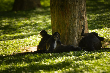 Group of black spider monkeys resting in the shade under a tree in zoo enclosure. Social primates in natural environment.の写真素材
