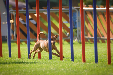 Dog is running slalom on his agility training on agility summer camp czech agility slalom.