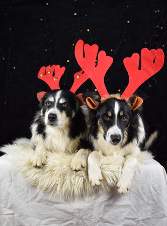 Two Border Collies wearing Christmas reindeer antlers lying on white fluffy blanket in studio with...