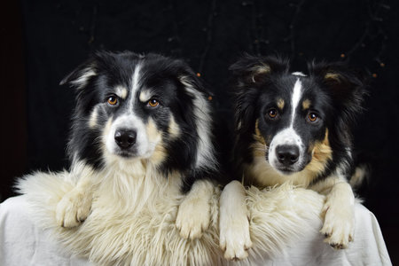 Two tricolor Border Collies lying next to each other on a white fluffy blanket in studio with dark...