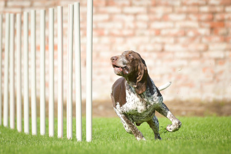 Dog is running slalom on his agility training on agility summer camp czech agility slalom.