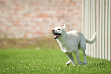 Dog is running slalom on his agility training on agility summer camp czech agility slalom.