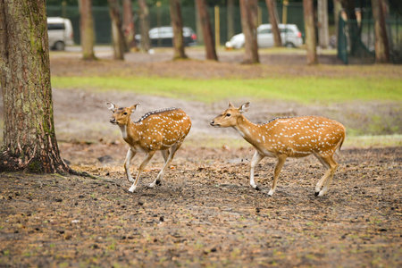 Two spotted deer walking together in forest clearing with trees and soft natural background. Elegant...