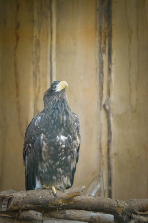 Large eagle perched on wooden branch with textured natural background. Majestic bird of prey looking...