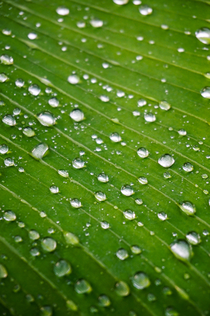 Wet Banana Leafの写真素材
