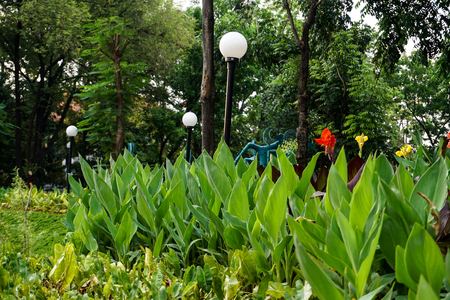 Green Gardenの写真素材