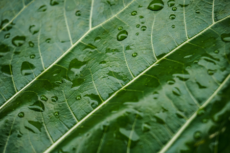 Wet Geen Leafの写真素材
