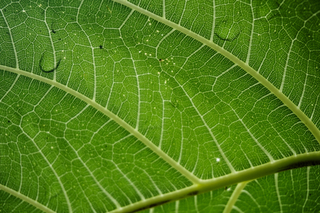 Textured Geen Leafの写真素材