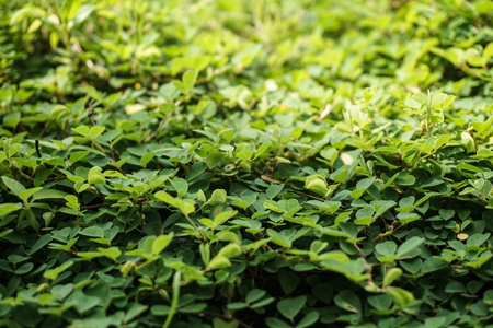 Green Grassの写真素材