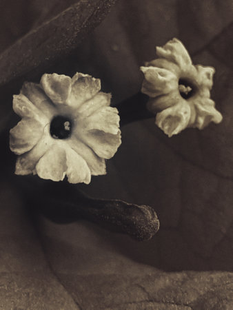 closeup of a flowerの写真素材