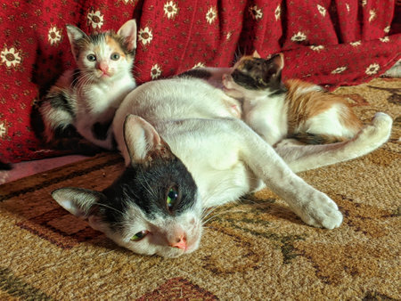 mama cat with her baby catsの写真素材