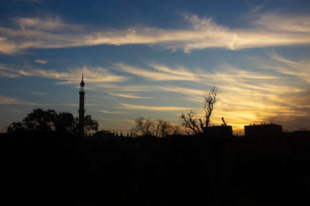 a shot of the sky and trees in sunsetの写真素材